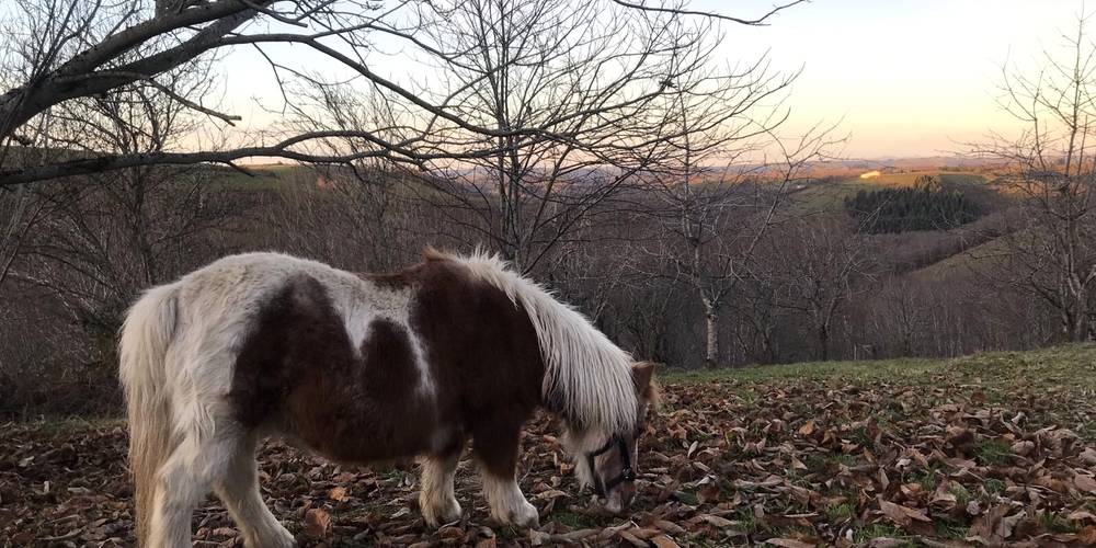 Makéba, la tondeuse à gazon -  Ferme de Cabessières (Occitanie, Aveyron)
