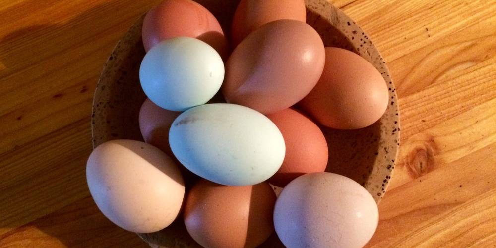 Nos oeufs multicolores -  Ferme de Cabessières (Occitanie, Aveyron)