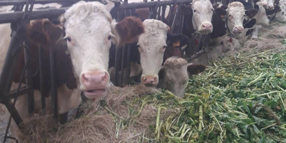  Chez Evelyne et Jean   LA FERME DE LA SEINE (Normandie, Seine-Maritime)