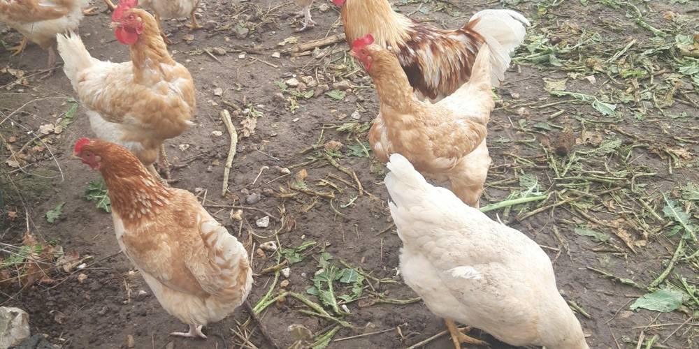  Chez Evelyne et Jean   LA FERME DE LA SEINE (Normandie, Seine-Maritime)