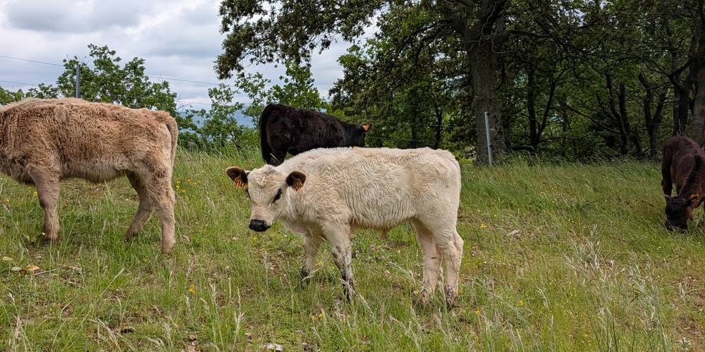 Petit veau qui apprend à manger comme sa maman -  LOC D'ÂNES (Occitanie, Aude)