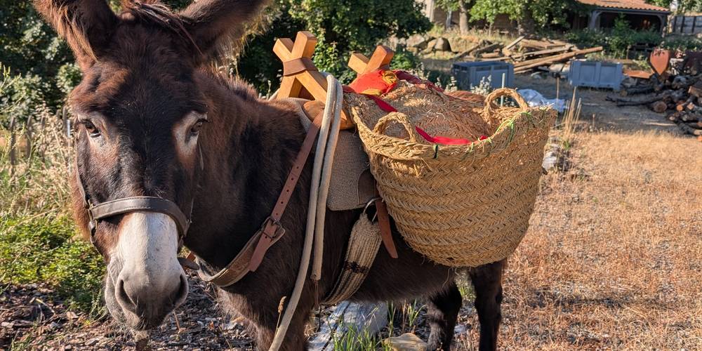 Âne prêt à partir en randonnée avec son bât et son panier -  LOC D'ÂNES (Occitanie, Aude)