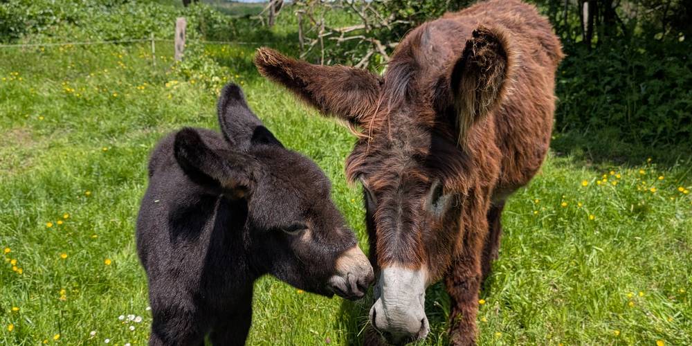 Gina et son petit Pippin né en 2025 -  LOC D'ÂNES (Occitanie, Aude)