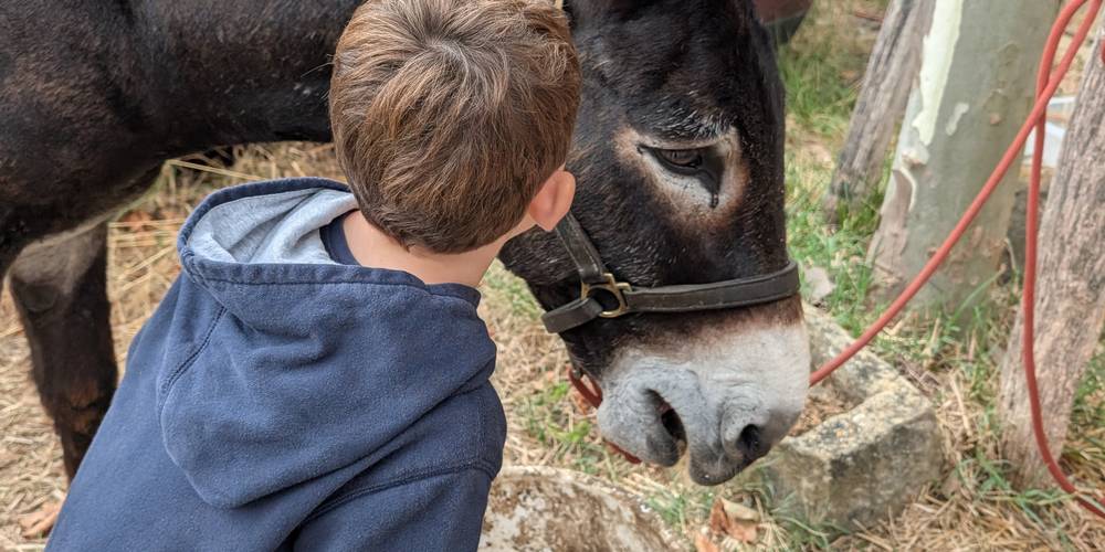 Activité : Introduction à la vie ferme (enfants) -  LOC D'ÂNES (Occitanie, Aude)