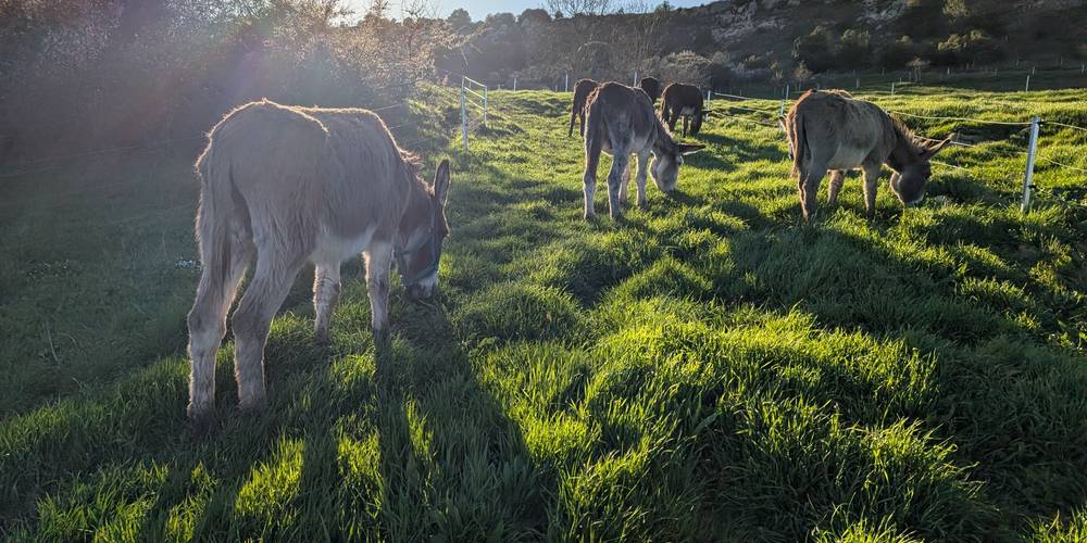 Les ânes qui patûrent au soleil -  LOC D'ÂNES (Occitanie, Aude)