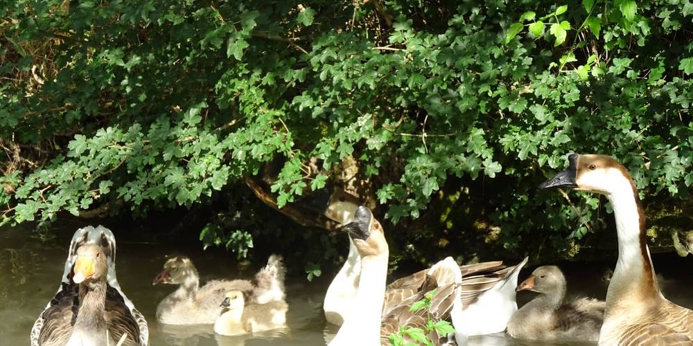 Les oies du Moulin -  Le Moulin de Recours (Auvergne-Rhône-Alpes, Isère)