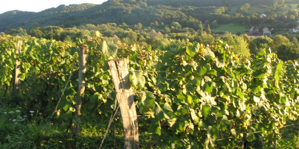vigne -  Domaine des Coteaux du Val de Sorne (Bourgogne-Franche-Comté, Jura)
