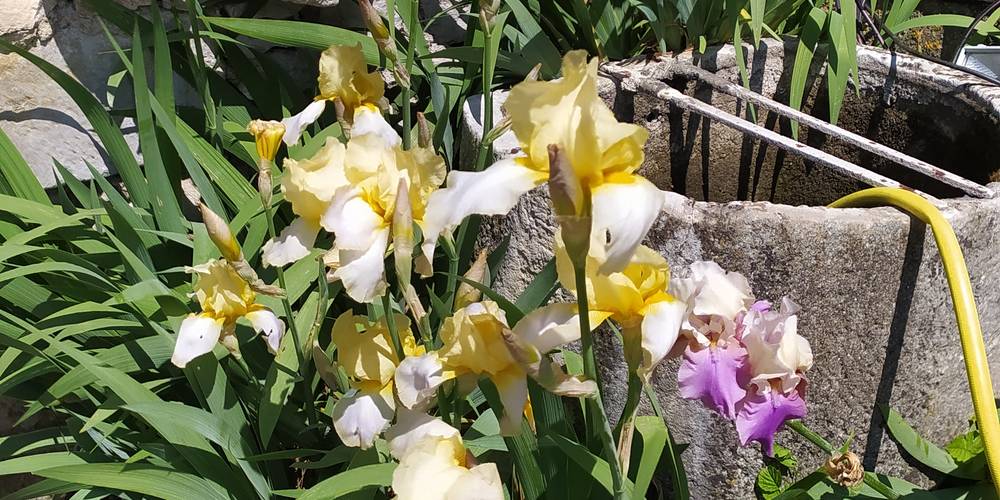 Iris -  LA VENTAILLOLE (Occitanie, Aude)