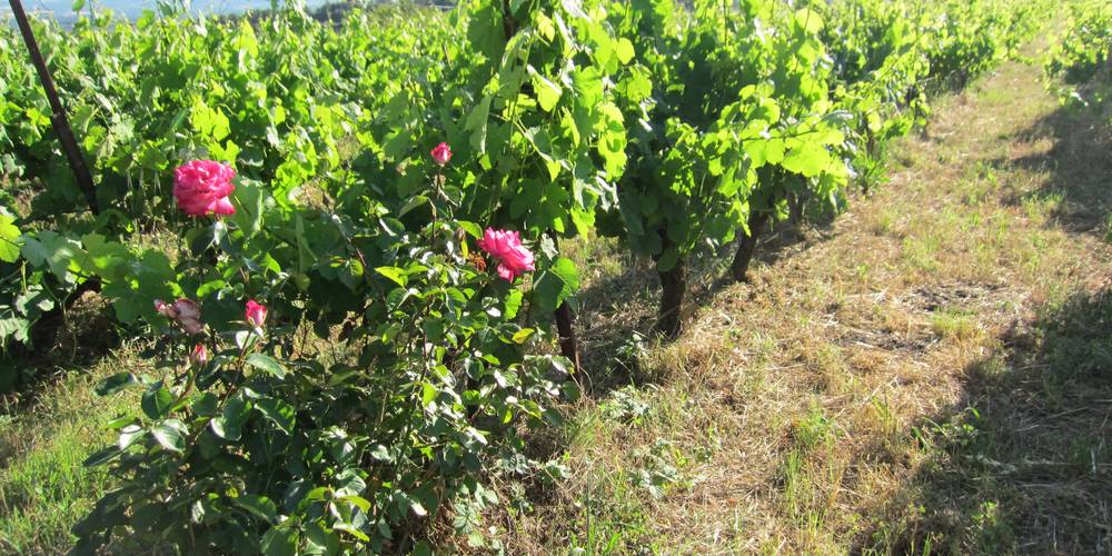 Vigne -  LA VENTAILLOLE (Occitanie, Aude)