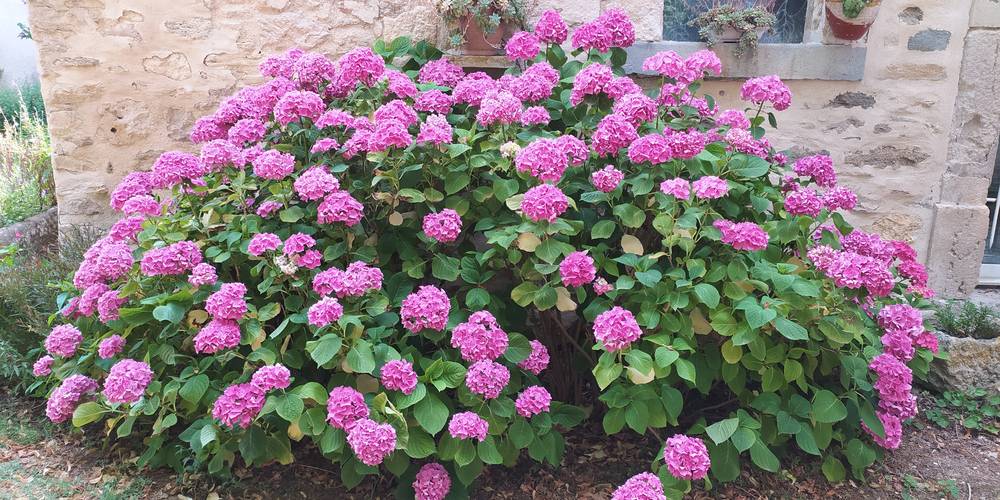 Hortensias -  LA VENTAILLOLE (Occitanie, Aude)