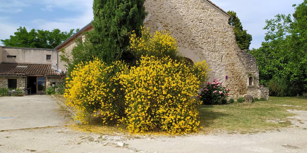 Genêts -  LA VENTAILLOLE (Occitanie, Aude)