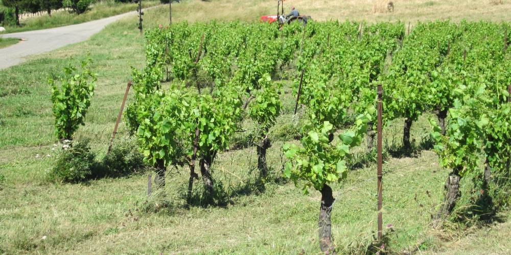 Les vignes de la Ventaillole au printemps -  LA VENTAILLOLE (Occitanie, Aude)
