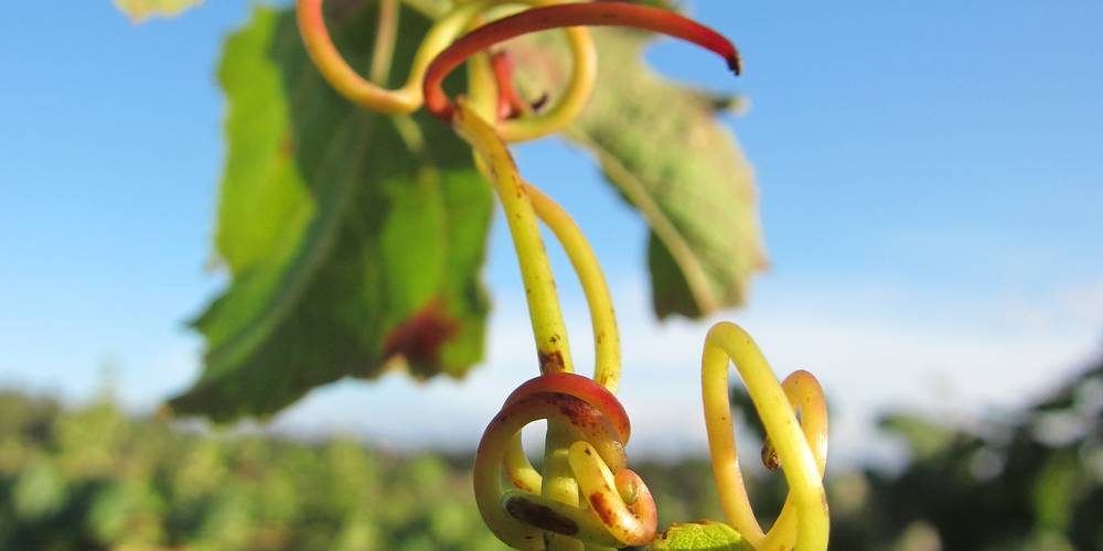 Ventaillole-les vrilles -  LA VENTAILLOLE (Occitanie, Aude)