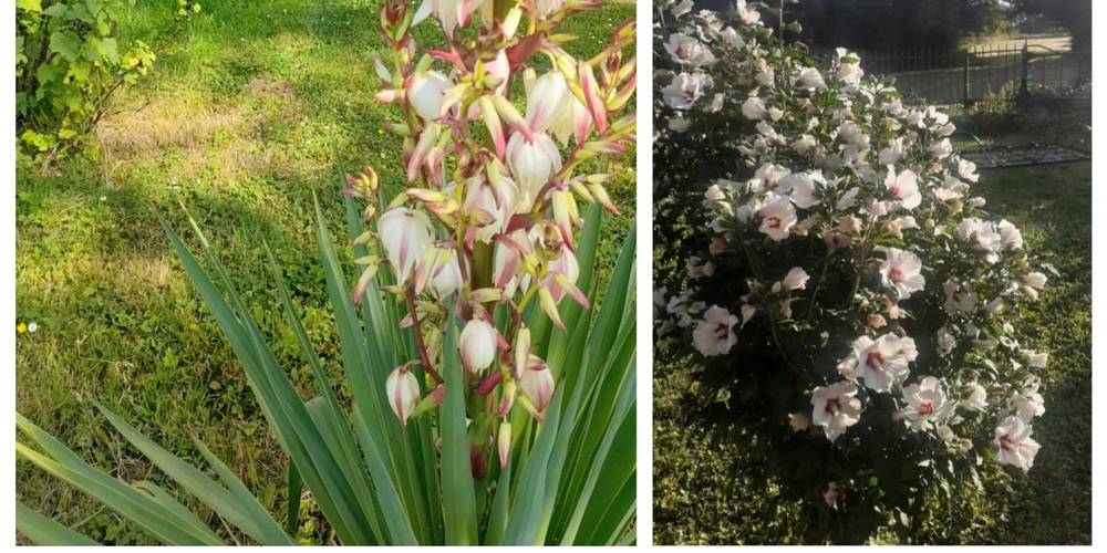 ESPACES FLEURIES SELON LES SAISONS -  La Source de nos racines (Hauts-de-France, Nord)
