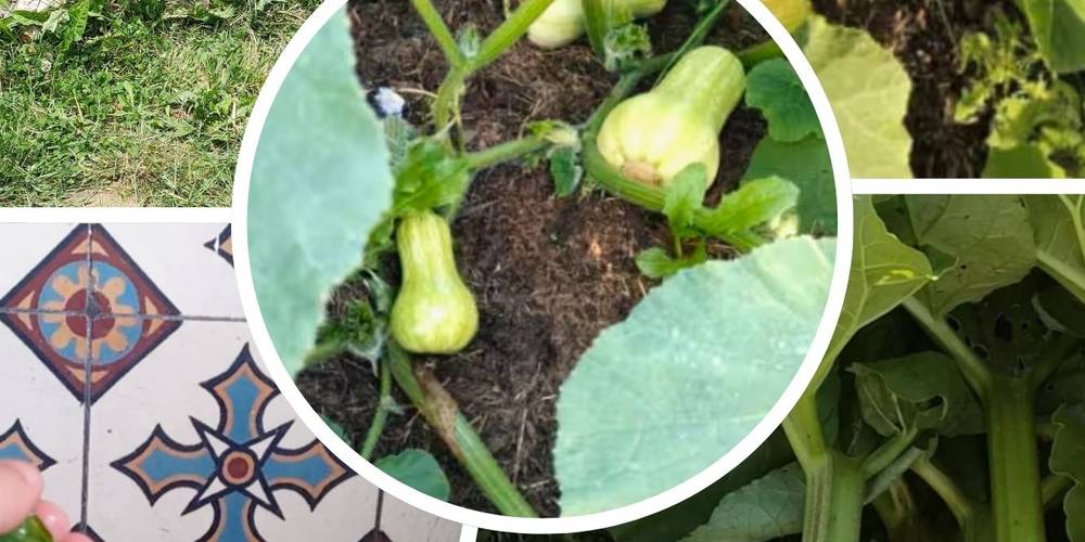 RECOLTE DU POTAGER -  La Source de nos racines (Hauts-de-France, Nord)