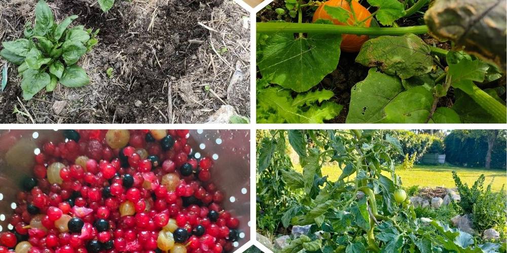 POTAGER PEDAGOGIQUE SELON LES SAISONS -  La Source de nos racines (Hauts-de-France, Nord)