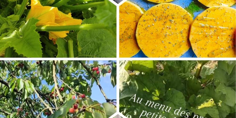 TABLE D'HOTES AVEC LEGUMES/FRUITS DU POTAGER ET VERGER -  La Source de nos racines (Hauts-de-France, Nord)