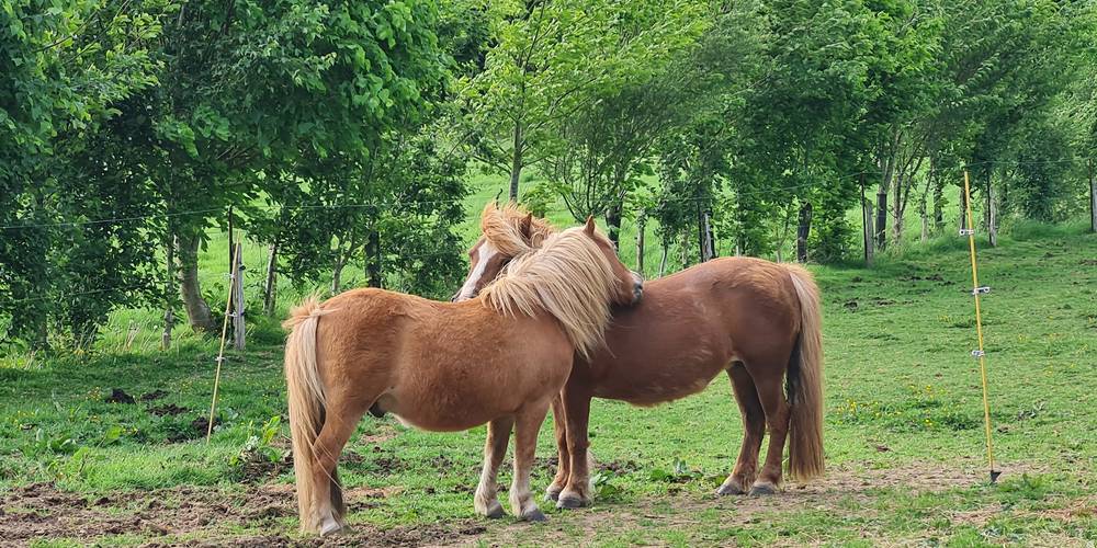 Découvrir les animaux, leurs modes de vie -  Anim’au Vert, éduc à travers (Bretagne, Ille-et-Vilaine)