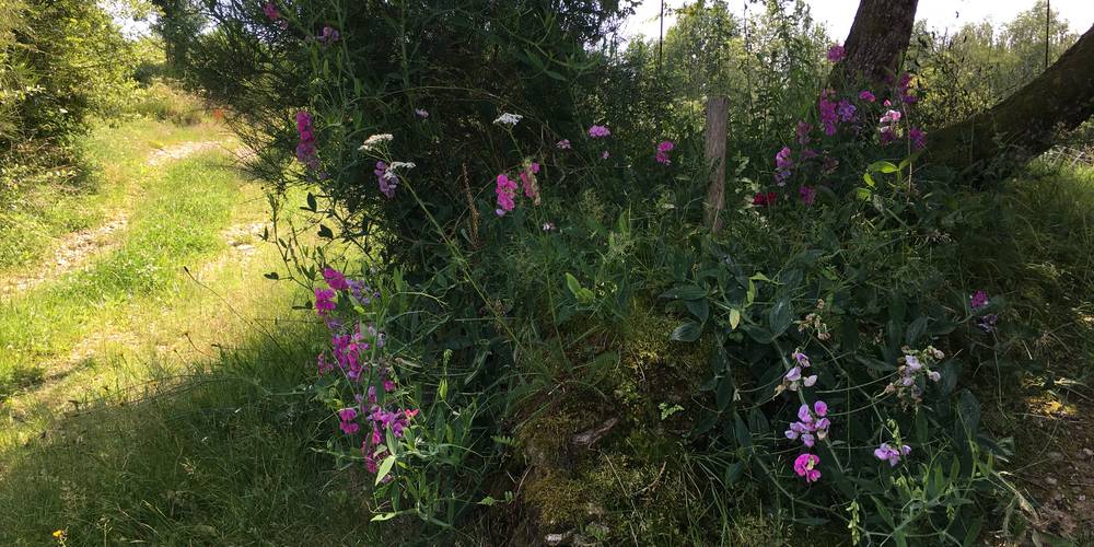  Les Jardins d'Yzorche (Nouvelle-Aquitaine, Corrèze)