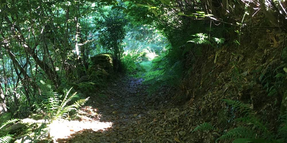 La forêt -  Les Jardins d'Yzorche (Nouvelle-Aquitaine, Corrèze)