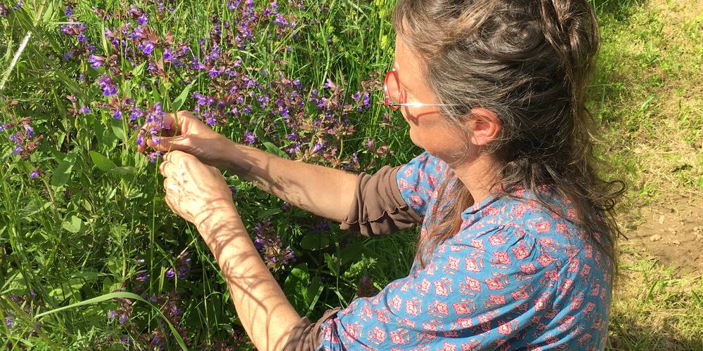 Cueillette -  Les Jardins d'Yzorche (Nouvelle-Aquitaine, Corrèze)