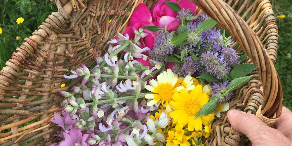 Les récoltes -  Les Jardins d'Yzorche (Nouvelle-Aquitaine, Corrèze)