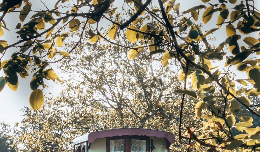 Roulotte Pivoine ensoleillée -  Chez Marie Roulotte (Normandie, Manche)