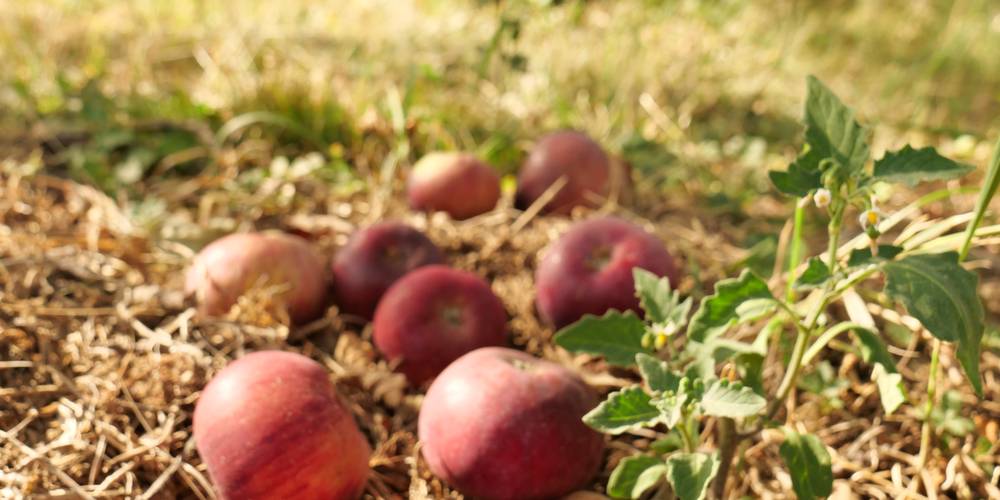  My structure (Grand Est, Haut-Rhin)