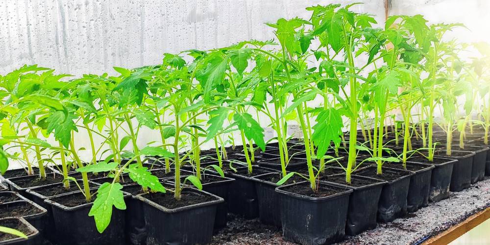  La ferme des Bédailles (Auvergne-Rhône-Alpes, Haute-Savoie)