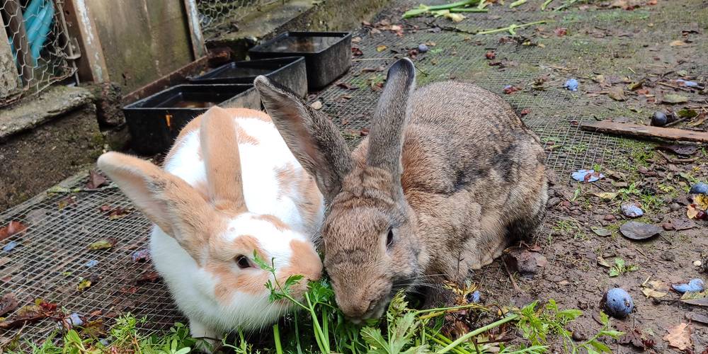  La ferme des Bédailles (Auvergne-Rhône-Alpes, Haute-Savoie)