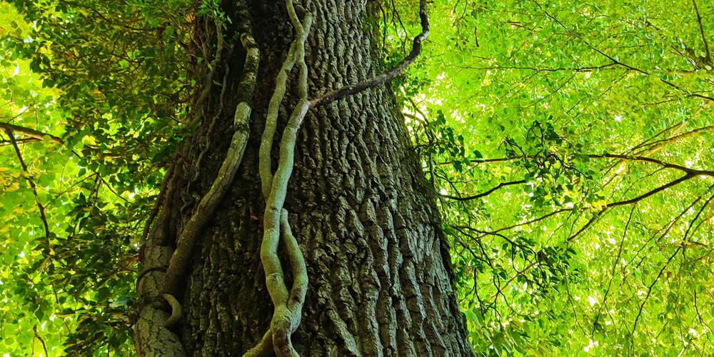  La ferme des Bédailles (Auvergne-Rhône-Alpes, Haute-Savoie)