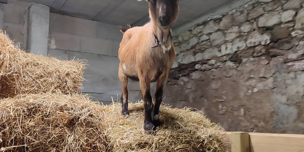  La ferme des Bédailles (Auvergne-Rhône-Alpes, Haute-Savoie)