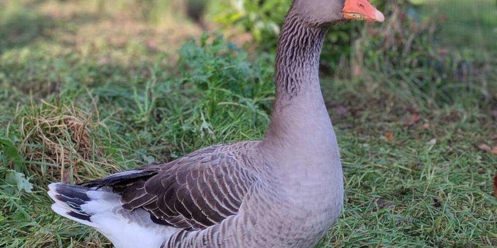 La ferme des Bédailles (Auvergne-Rhône-Alpes, Haute-Savoie)