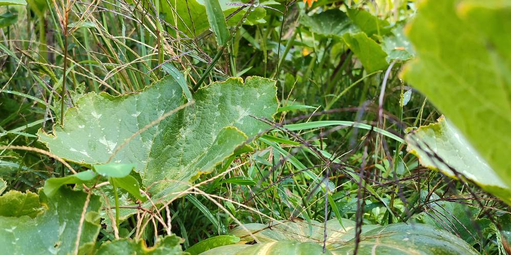  La ferme des Bédailles (Auvergne-Rhône-Alpes, Haute-Savoie)