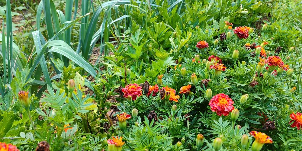  La ferme des Bédailles (Auvergne-Rhône-Alpes, Haute-Savoie)