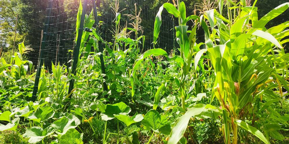  La ferme des Bédailles (Auvergne-Rhône-Alpes, Haute-Savoie)
