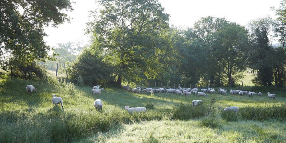  Brin de laine brin de paille (Pays de la Loire, Maine-et-Loire)