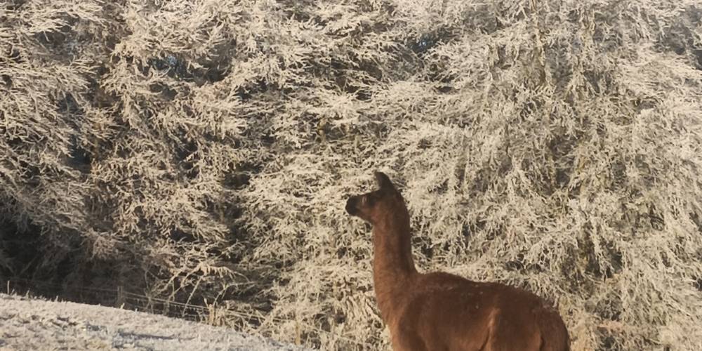  Ferme de répit Les Gentilles Canailles (Auvergne-Rhône-Alpes, Loire)