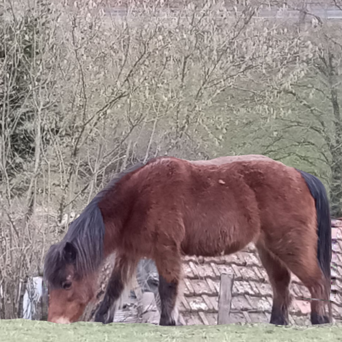  Ferme de répit Les Gentilles Canailles (Auvergne-Rhône-Alpes, Loire)