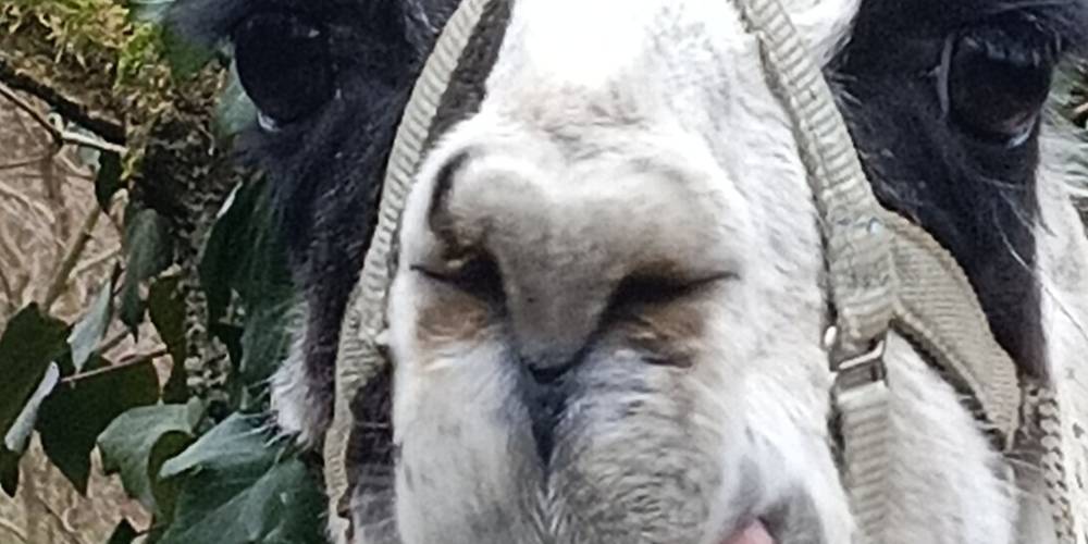  Ferme de répit Les Gentilles Canailles (Auvergne-Rhône-Alpes, Loire)