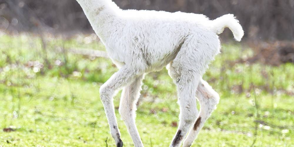  Ferme de répit Les Gentilles Canailles (Auvergne-Rhône-Alpes, Loire)