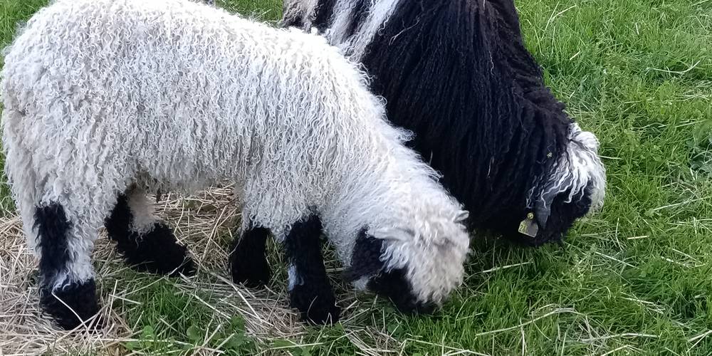  Ferme de répit Les Gentilles Canailles (Auvergne-Rhône-Alpes, Loire)