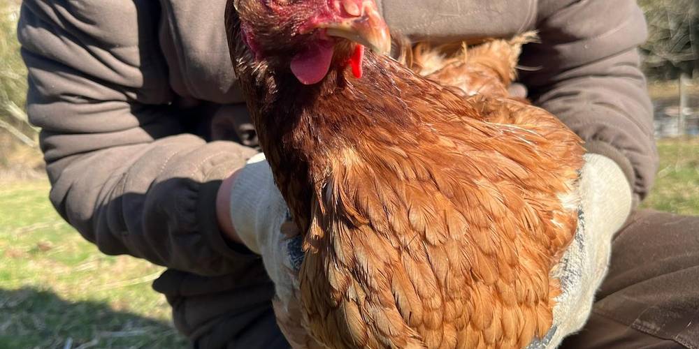  Ferme de répit Les Gentilles Canailles (Auvergne-Rhône-Alpes, Loire)