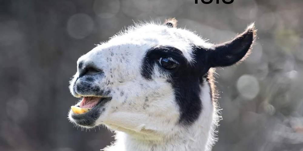  Ferme de répit Les Gentilles Canailles (Auvergne-Rhône-Alpes, Loire)