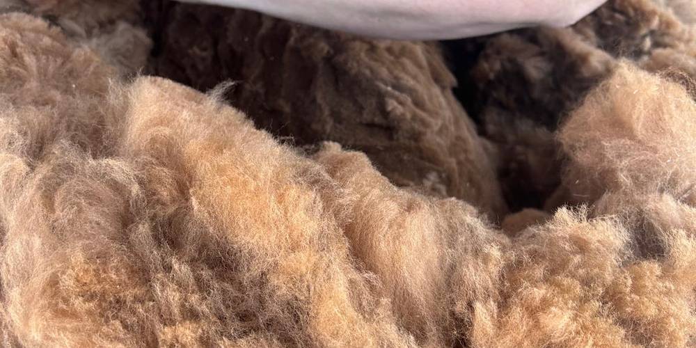  Ferme de répit Les Gentilles Canailles (Auvergne-Rhône-Alpes, Loire)