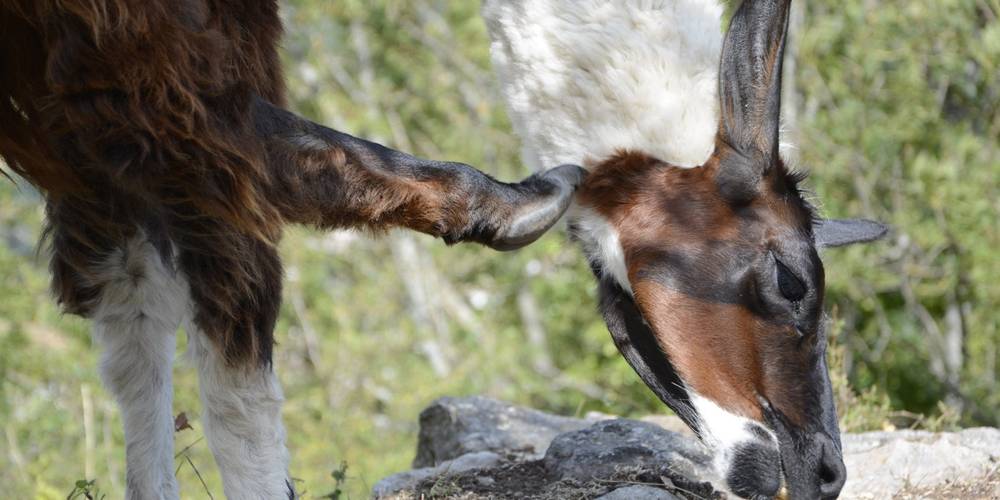  Ferme de répit Les Gentilles Canailles (Auvergne-Rhône-Alpes, Loire)