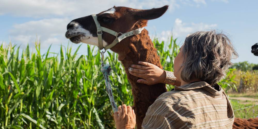 Ferme de répit Les Gentilles Canailles (Auvergne-Rhône-Alpes, Loire)