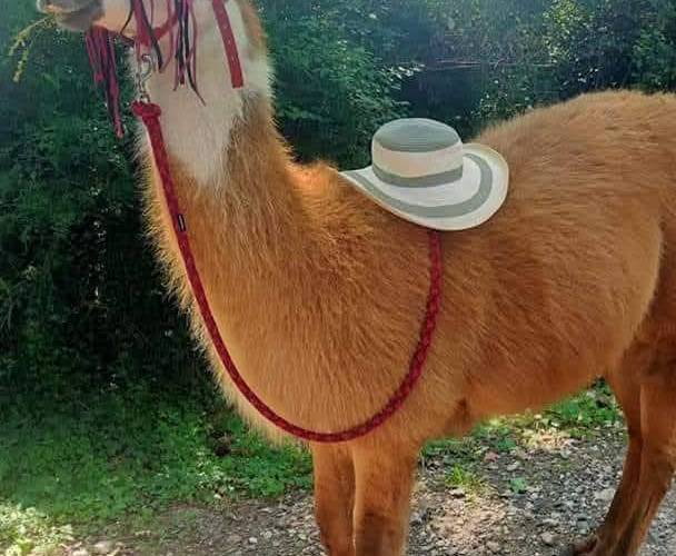  Ferme de répit Les Gentilles Canailles (Auvergne-Rhône-Alpes, Loire)