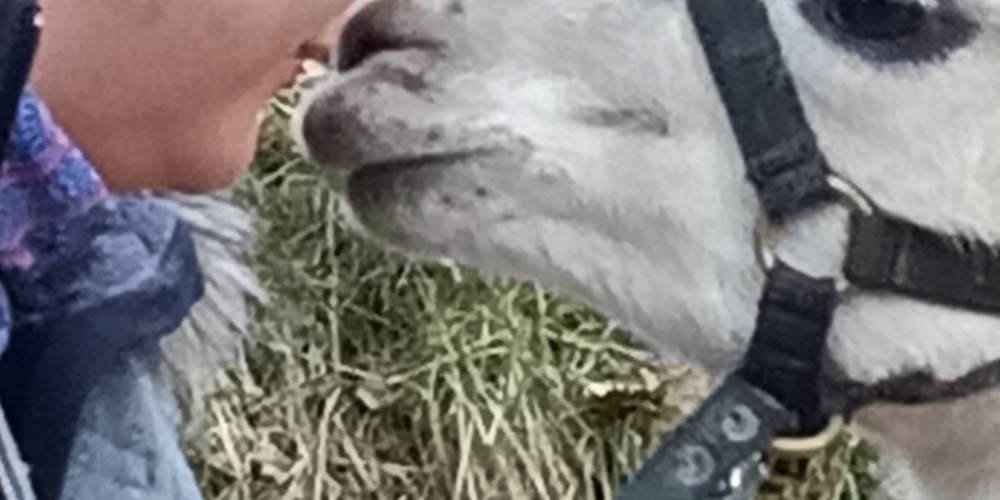  Ferme de répit Les Gentilles Canailles (Auvergne-Rhône-Alpes, Loire)