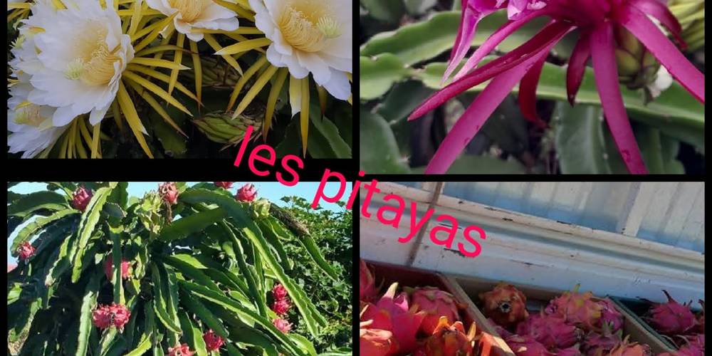  La ferme des Pitayas (La Réunion, La Réunion)
